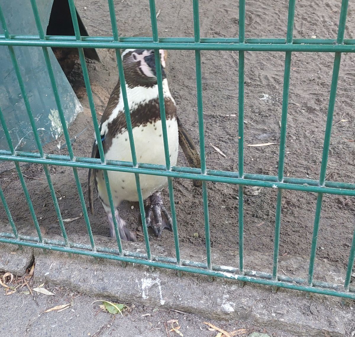 Zdjęcie: Wycieczka do zoo w Niemczech